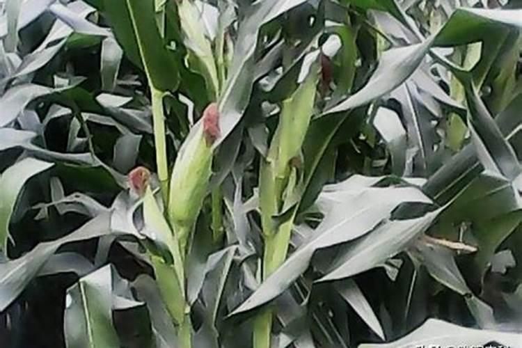 玉米大喇叭口期如何正确追肥？