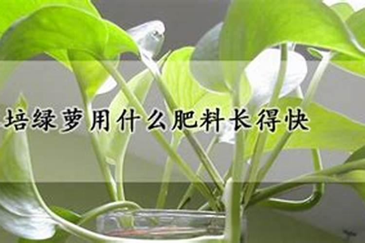 水培绿萝用什么肥料长得快