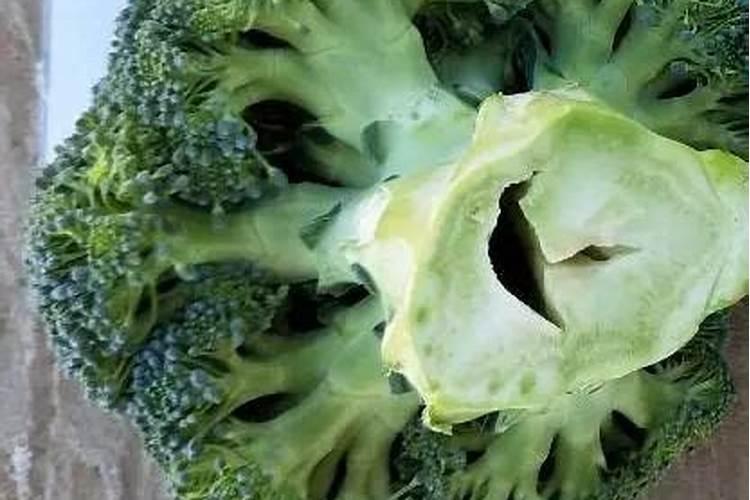 青花菜田间管理 青花菜怎么养殖好