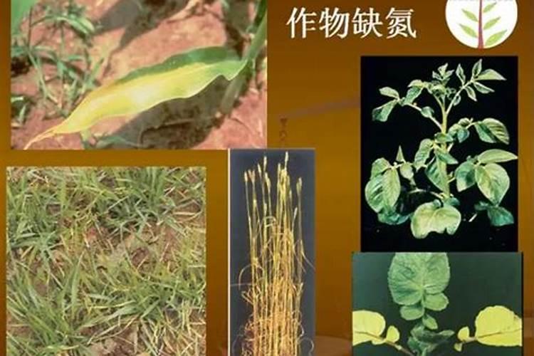 哪些农作物需要钼肥