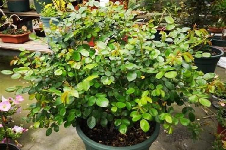 施诺格ap01空气净化器怎么更换滤芯