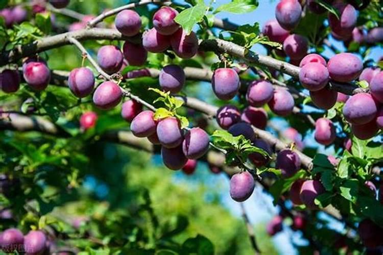 韮菜种植需要经常施肥吗