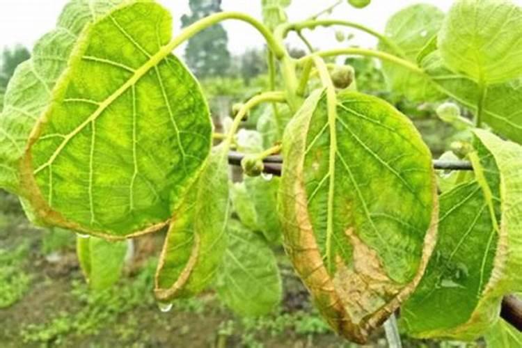 猕猴桃用什么肥料好