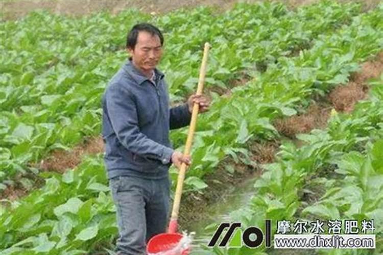 烟草上最好的腐殖酸水肥有哪些