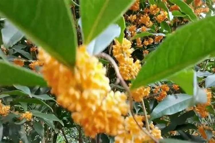 地瓜高产种植技术要点 地瓜高产种植技术的要点