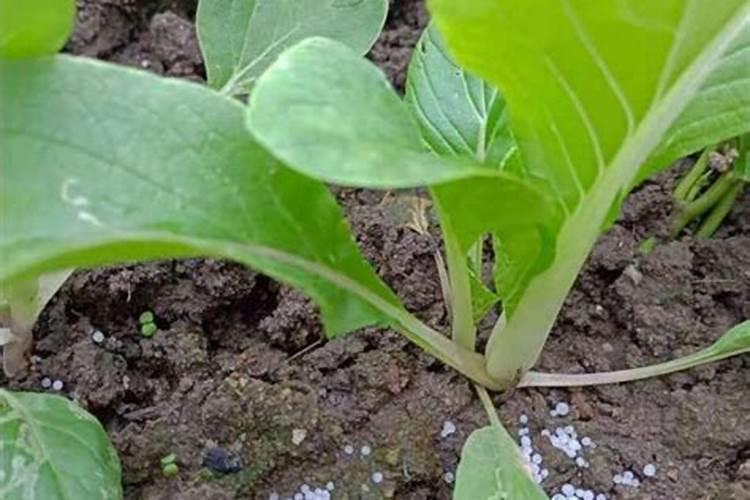 有机肥料可以直接种花吗