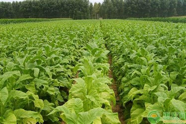 烟叶种植施肥过多怎么办