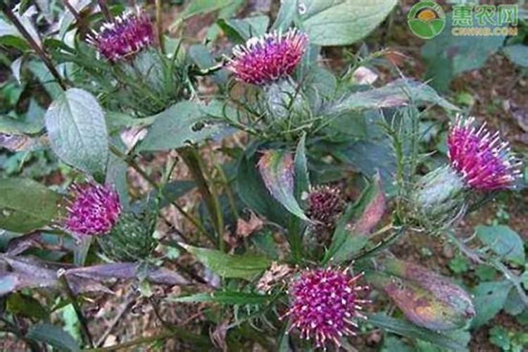 白竹种植方法 白术生长后期