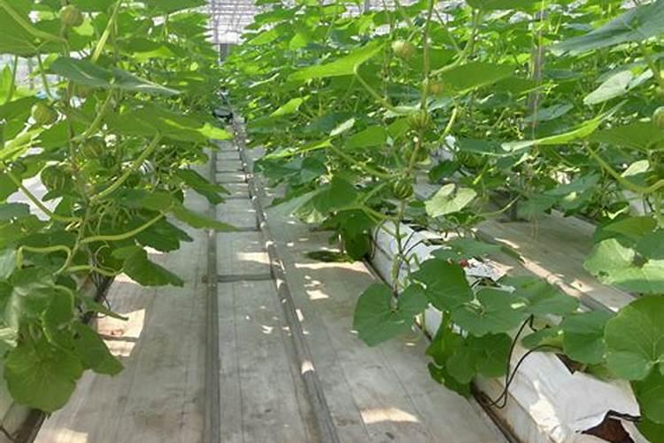 无土栽培种甜瓜,推荐一款好的水溶肥料营养液？