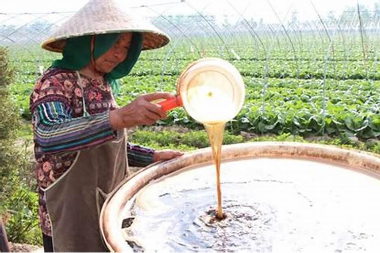 西葫芦高产使用鱼蛋白肥好不好