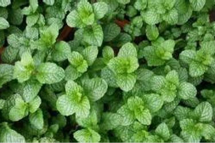薄荷施什么肥薄荷怎么施肥