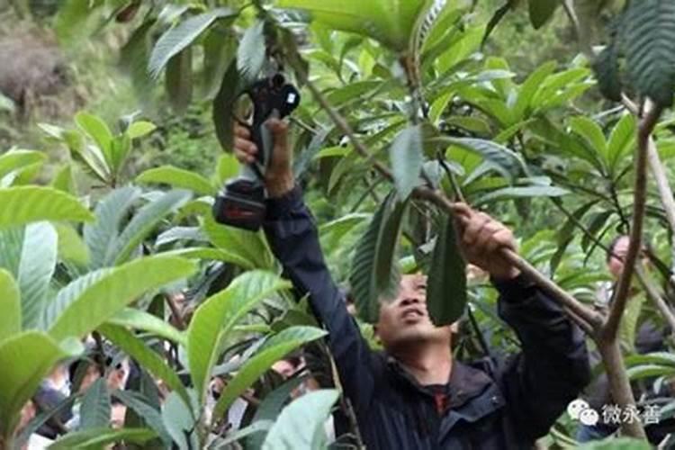 中国叶面肥十大品牌