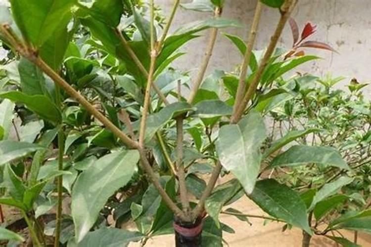 黄金桂花树种植技术分享
