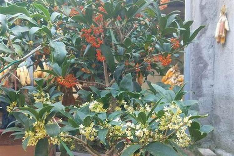 桂花树怎么施肥好？
