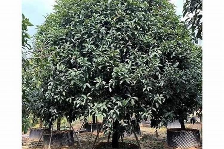 金桂的养殖方法