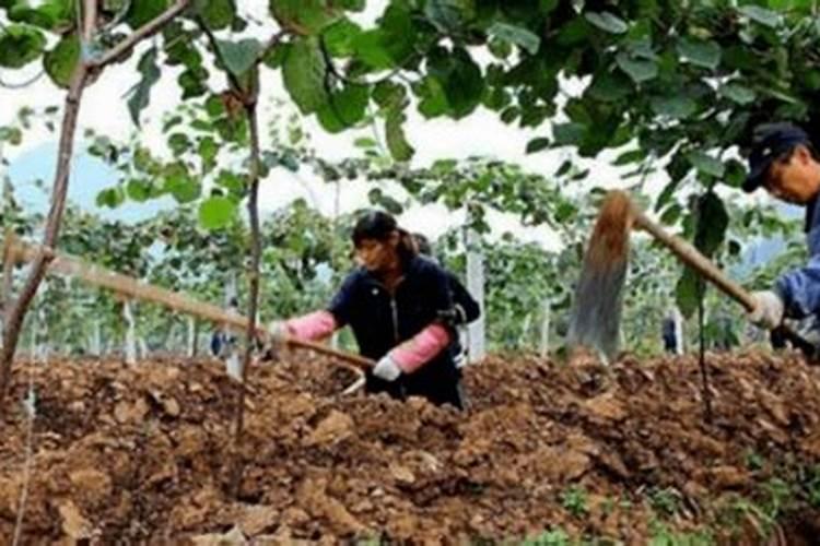 猕猴桃需要什么肥料？