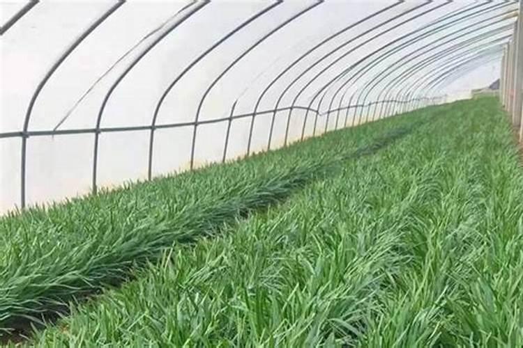 叶面肥和农药可以混在一起使用吗 常用叶面肥与农药混用先后顺序百度...