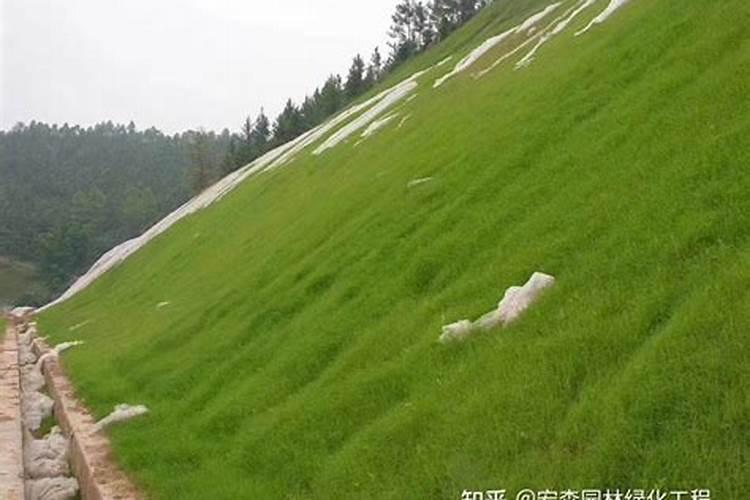 移裁花草多久施肥好 移植花草后何时施肥最适合？