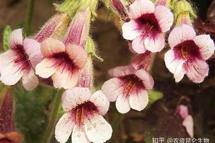 苦参碱杀虫剂都治啥虫(农药烟碱苦参碱杀虫范围与作用)