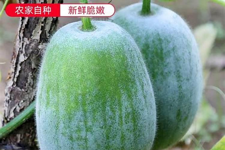 冬瓜苗期用什么肥料