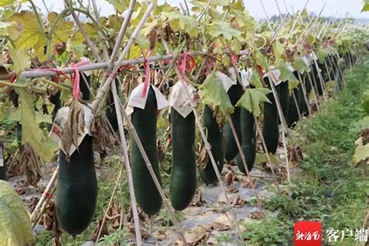 蔬菜的营养成分有哪些？都有什么作用