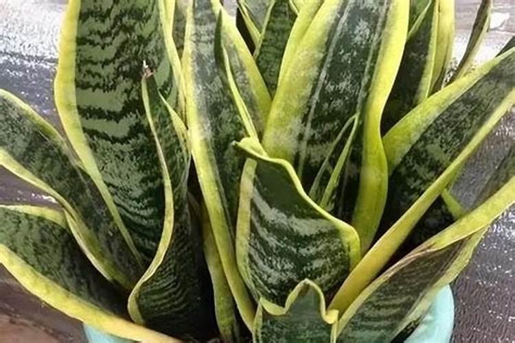 虎皮兰浇水要浇透吗 虎皮兰怎么施肥