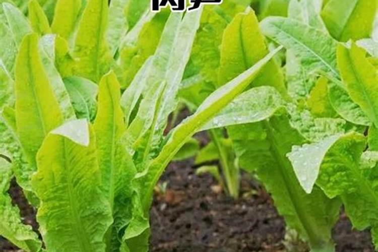 猕猴桃幼树冬季施肥方法