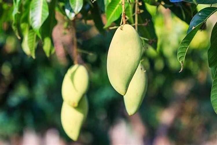 芒果施肥时间和方法简介