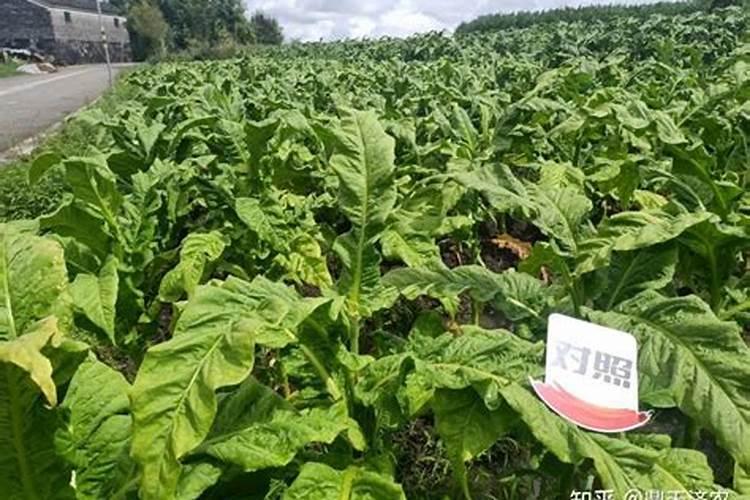 黄瓜卷叶是怎么回事