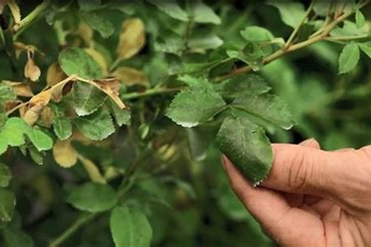 月季花肥伤症状