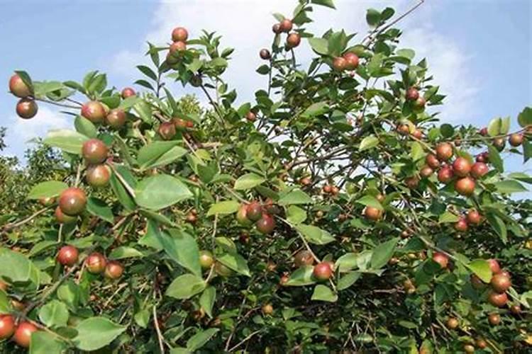 油茶树种植技术 教你几个小妙招