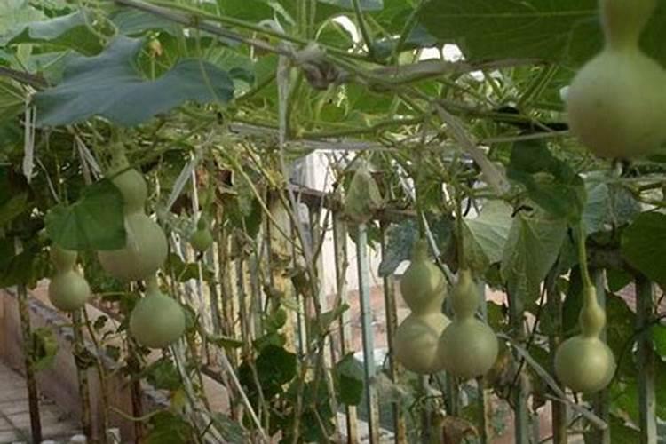 南国有佳人剧情介绍(135全集)