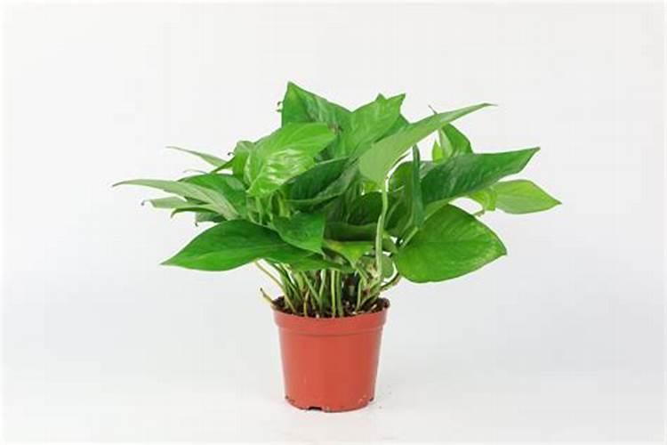 绿萝施肥多久见效