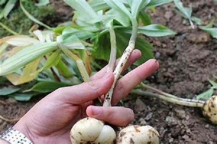 颗粒水溶肥巧棵力有哪些优点？