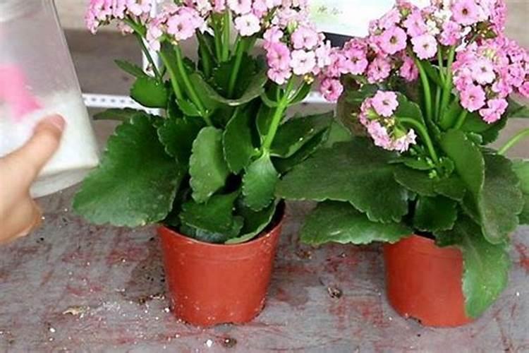 腐植酸钾大客户采购渠道有哪些