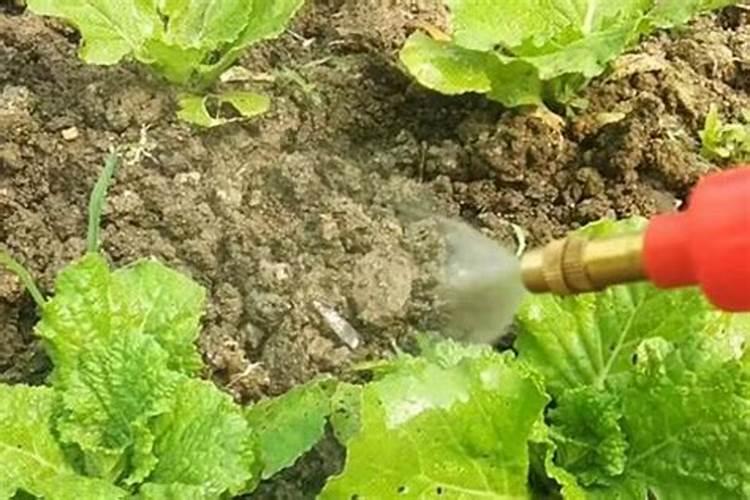 2025年种植小麦二铵价格预测