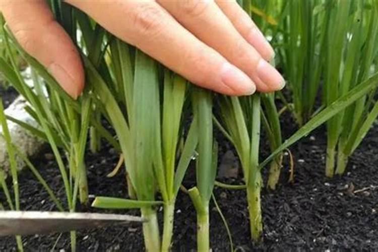 中国大量元素水溶肥品牌排行榜