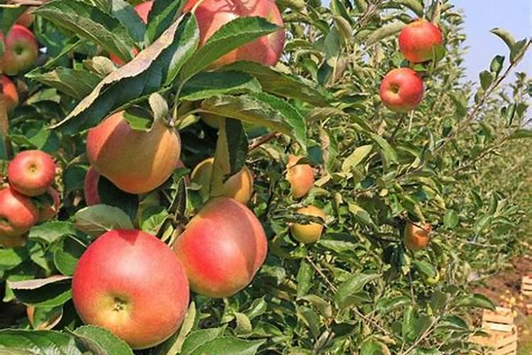 北京 回民区 在朝阳的哪里？