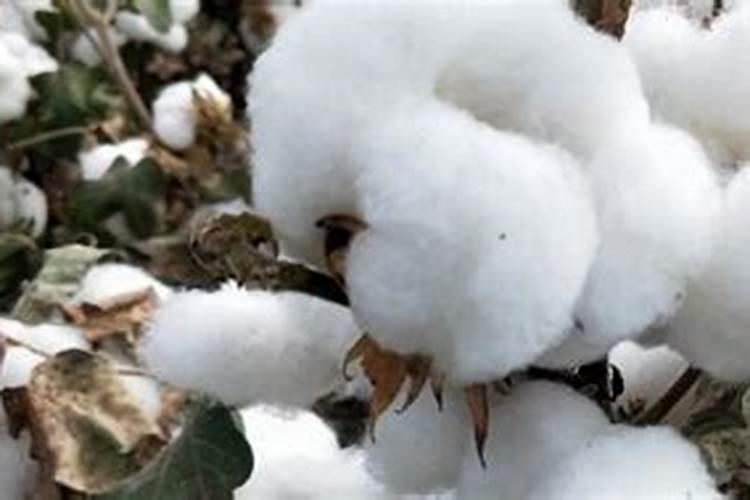 大蒜生根肥料用哪种的效果好？矿源黄腐酸钾含腐殖酸水溶肥？