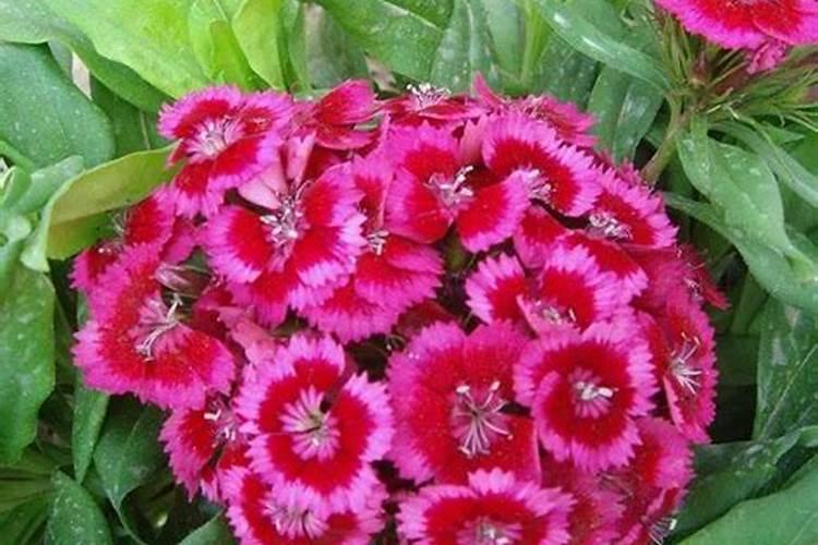 须苞石竹的养殖方法(五彩石竹怎么养殖？)