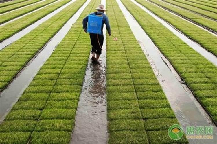 种谷子用什么肥料好