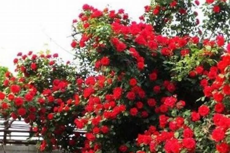 红木香爬藤如何种植