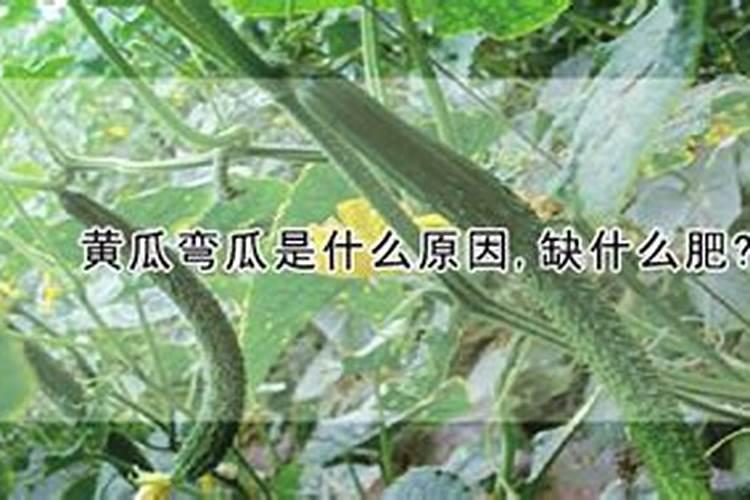 车厘子树苗的施肥方法