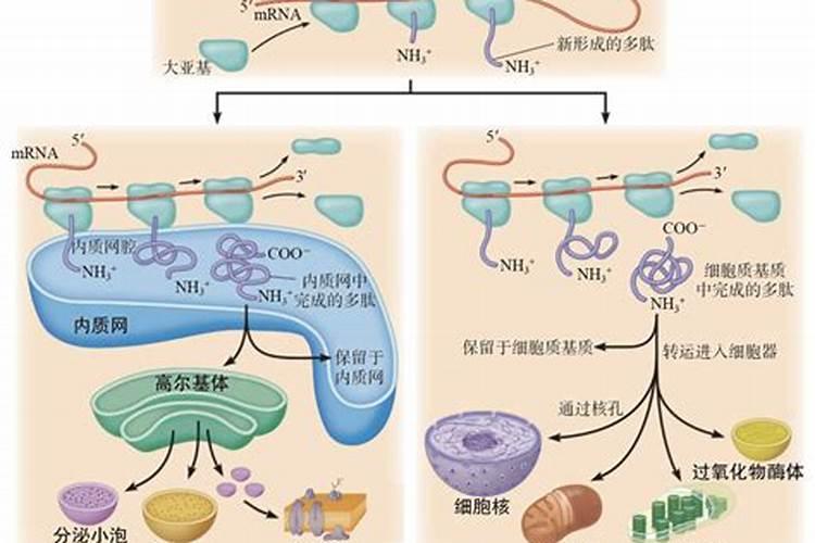 金正大系列产品介绍