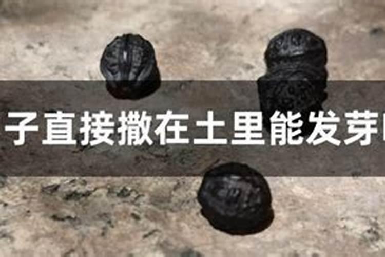 农作物可以直接种植在有机肥料上面吗？为什么我种的白菜种在有机肥上...