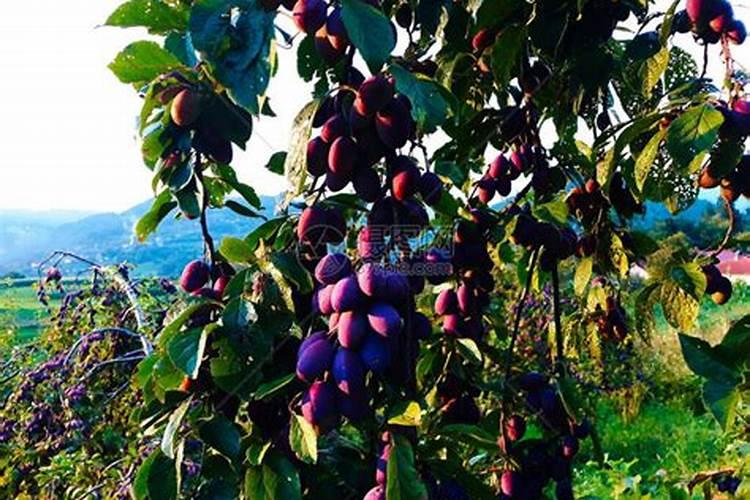 李子树怎么施肥？你整对了吗