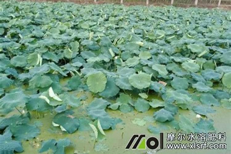 干笋子洗过后水变成黄色正常吗