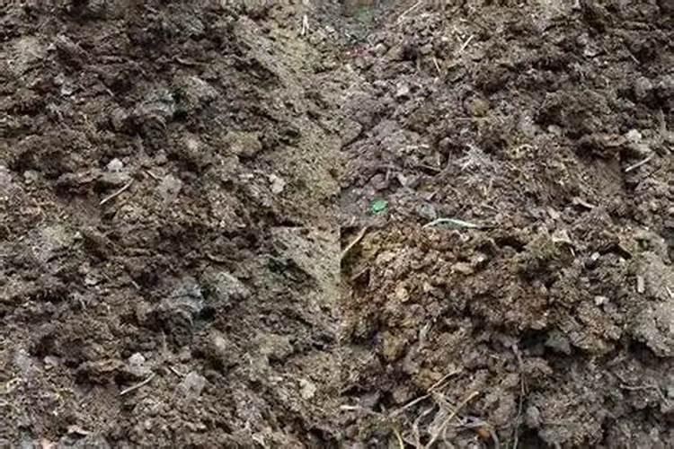 玉米最后一次液面肥打什么好