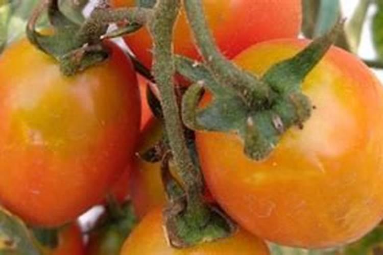 氮肥主要作用有哪些？如何提高氮肥利用率？