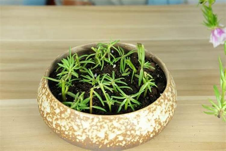 盆栽玫瑰花在花苗期可以施肥吗？